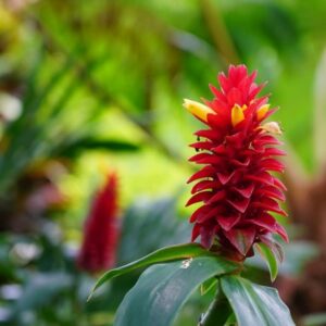 Costus Barbatus Care and Growing Guide 1