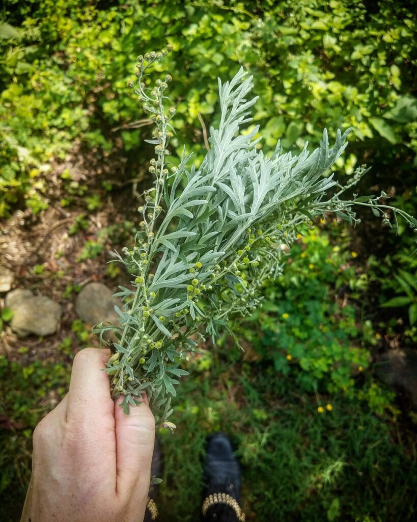 plants That Look Like Dill 8