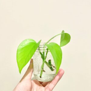 Growing and Propagating Pothos in Water 1