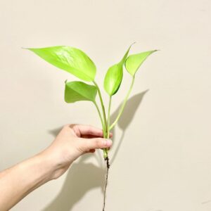 Growing and Propagating Pothos in Water 3