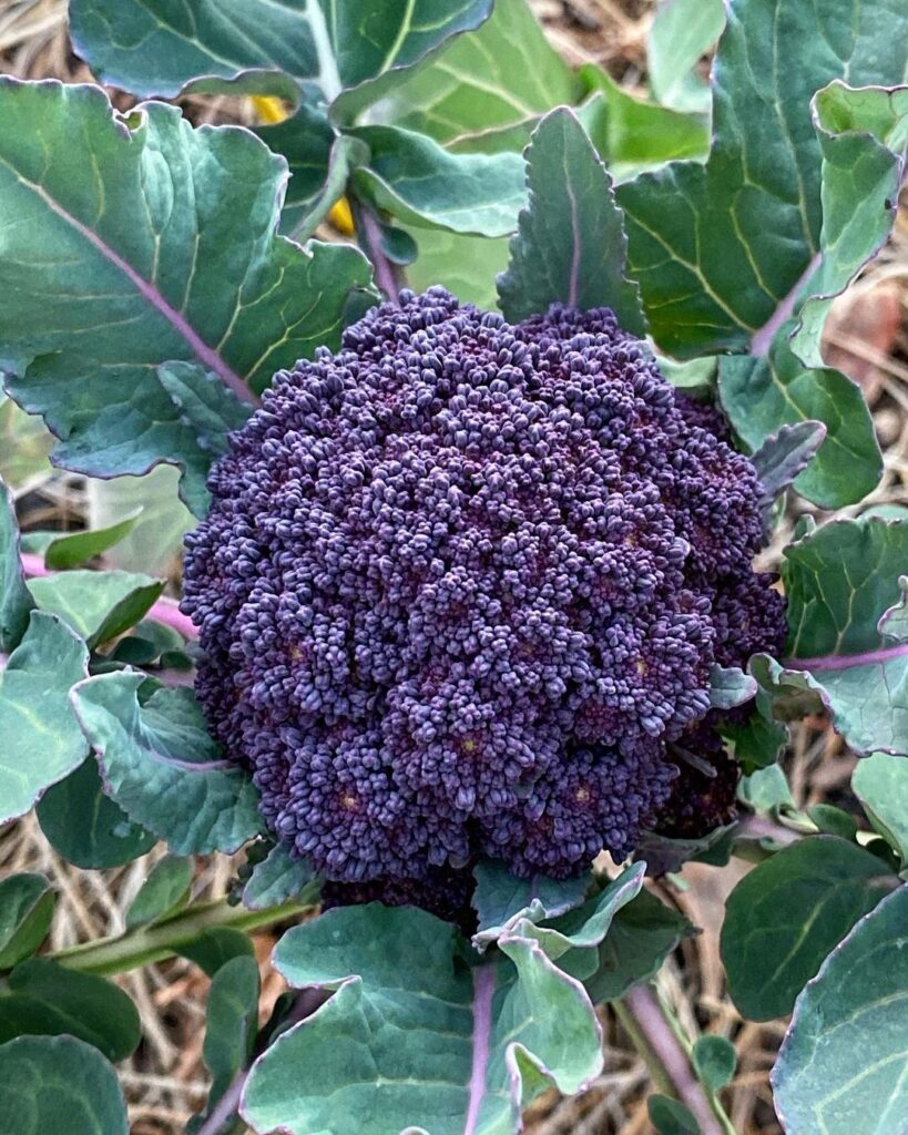 Tips to Grow Purple Broccoli & Top Purple Broccoli Varieties 1