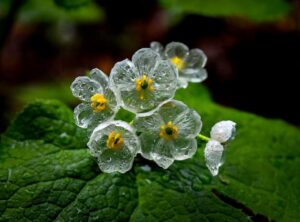 Skeleton Flower Growing and Care Guide 4