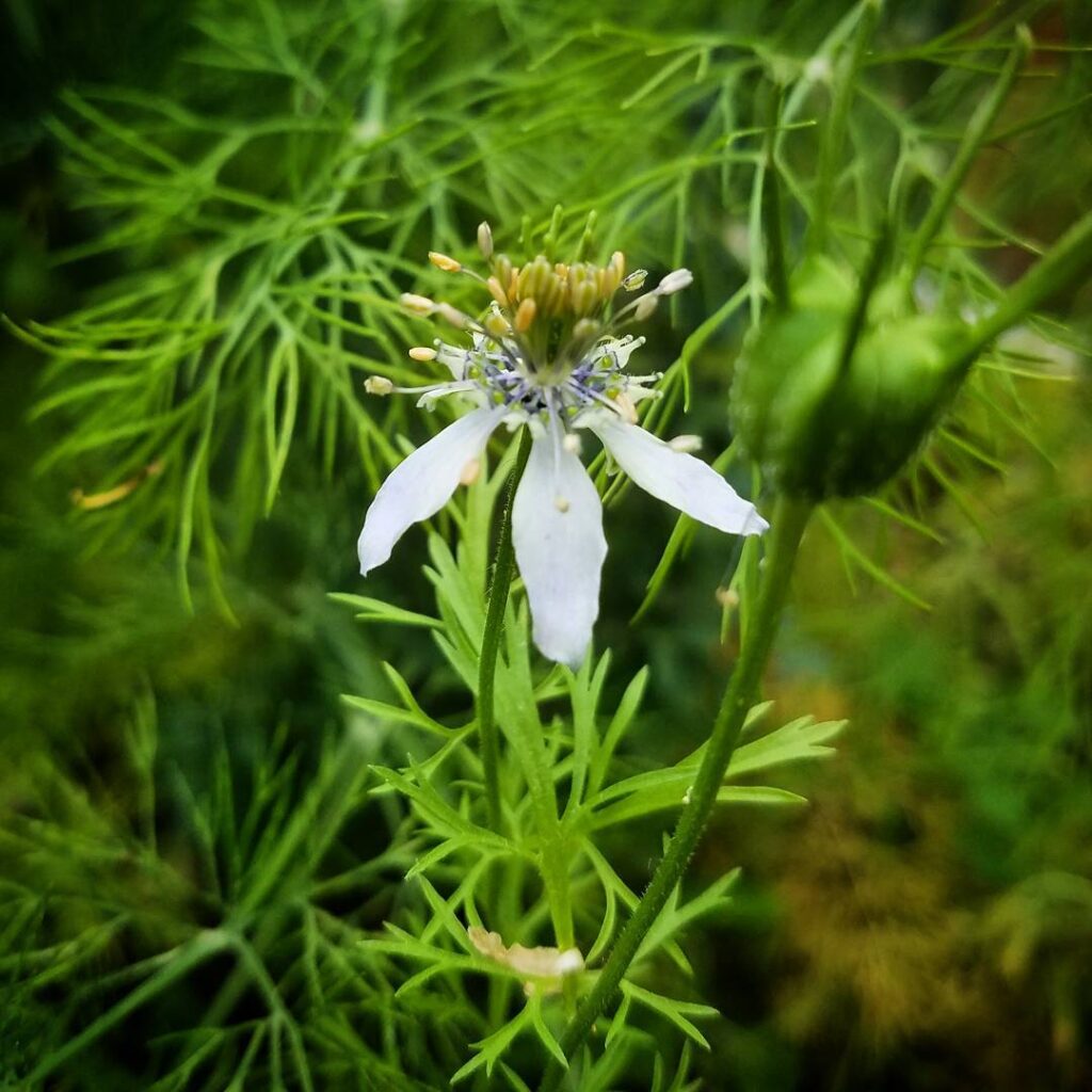 Plants That Look Like Dill 6