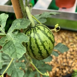 How to Grow Watermelon from Seeds (Step-By-Step Guide) 1