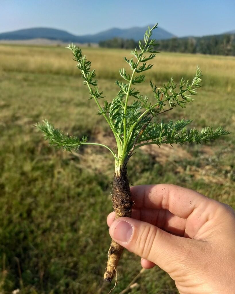 Plants That Look Like Dill 4