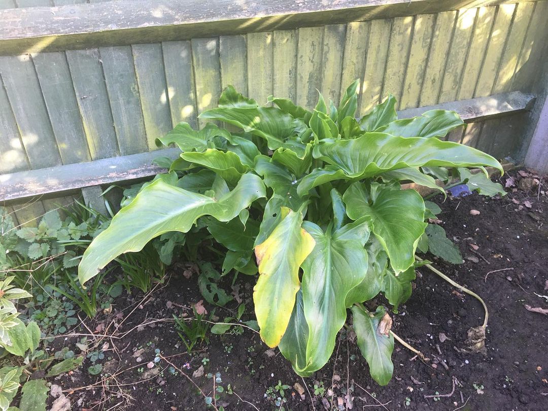 Why Are My Calla Lily Leaves Turning Yellow