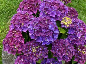 Purple Hydrangea Growing Tips 4