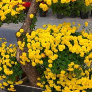 Chrysanthemum Morifolium Care and Growing Guide 2