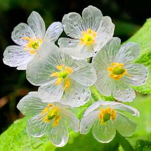 Skeleton Flower Growing and Care Guide 5