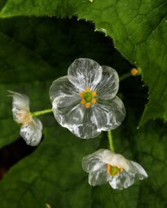 Skeleton Flower Growing and Care Guide 3