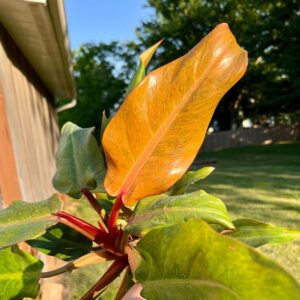 Philodendron Orange Marmalade Care and Growing Guide 3