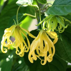 Ylang-Ylang Tree Growing and Care Guide 2