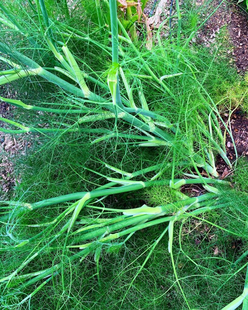 Plants That Look Like Dill 3