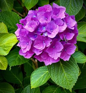 Purple Hydrangea Growing Tips 3