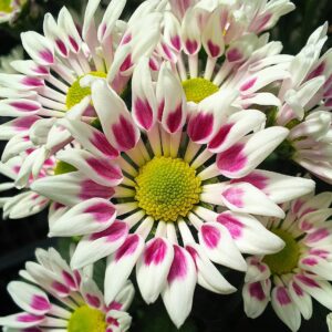Chrysanthemum Morifolium Care and Growing Guide 3