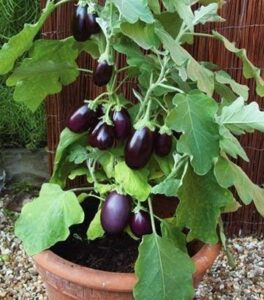 Tips for Growing Eggplant in Containers 2