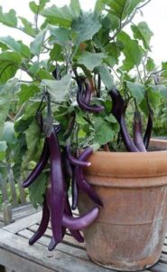 Tips for Growing Eggplant in Containers 3