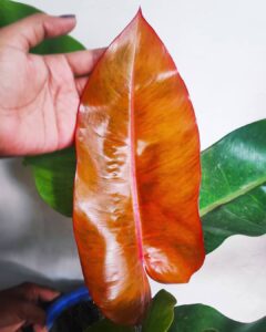 Philodendron Orange Marmalade Care and Growing Guide 1