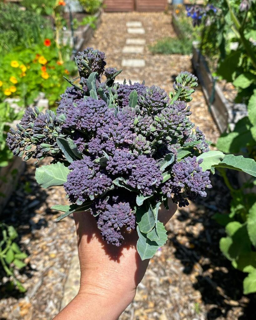 Tips to Grow Purple Broccoli & Top Purple Broccoli Varieties 2