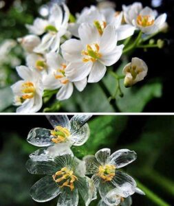 Skeleton Flower Growing and Care Guide 1