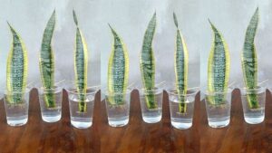 Growing Snake Plants in Water 3