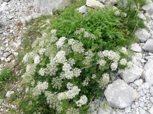 Plants That Look Like Dill 7