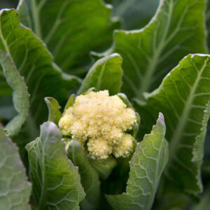 White Broccoli Information Guide 1