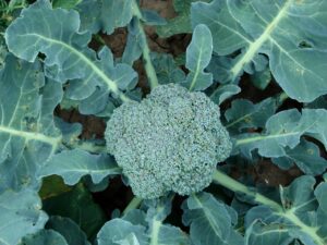 Is Broccoli Man Made or a Product of Nature? Find Out 2