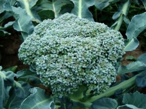 Is Broccoli Man Made or a Product of Nature? Find Out 4