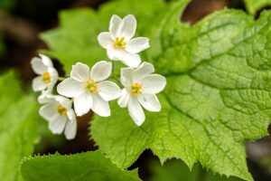 Skeleton Flower Growing and Care Guide 2