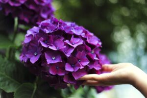 Purple Hydrangea Growing Tips 1