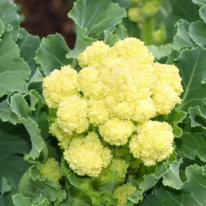 White Broccoli Information Guide 2