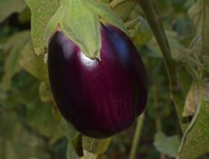 Is Eggplant a Fruit or Vegetable 2