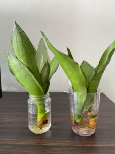 Growing Snake Plants in Water 2