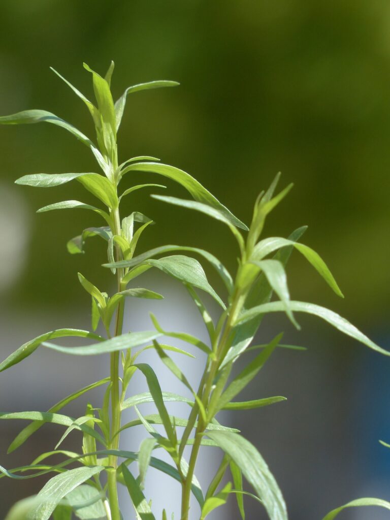 Plants That Look Like Dill 2