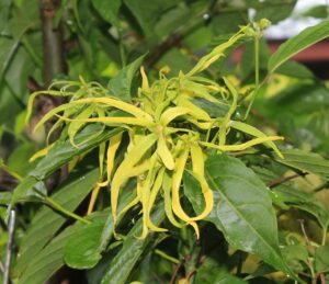 Ylang-Ylang Tree Growing and Care Guide 3