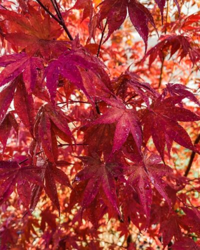 Japanese Maple Fireglow vs. Bloodgood: Differences and Similarities 2