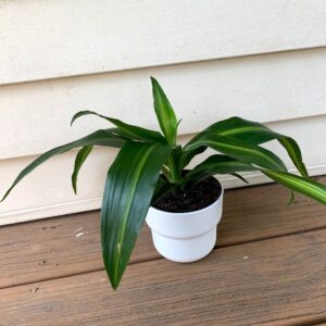 Dracaena Hawaiian Sunshine Care Information 2