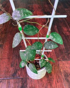 Everything About Growing and Caring Hoya Caudata Sumatra 2