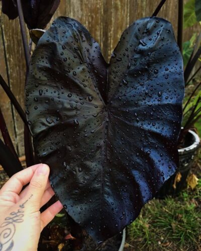 Colocasia Esculenta 'Black Coral' Care and Growing Guide 3