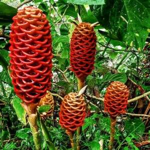 Shampoo Ginger Lily Plant Growing and Care Guide 4