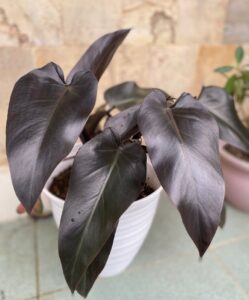 Black Majesty Philodendron Care and Growing Guide 2