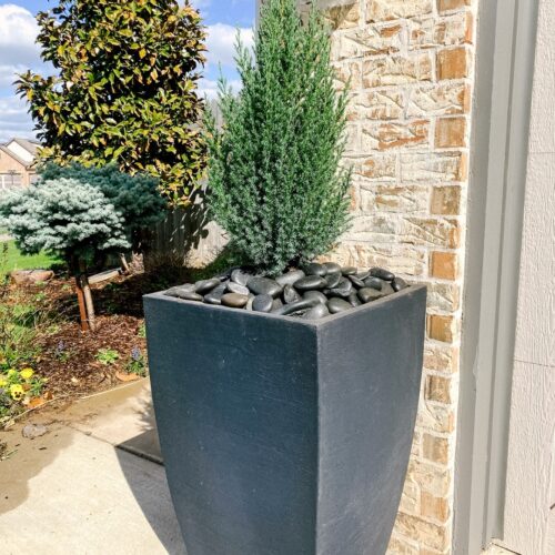 Blue Point Juniper Best Plant for Gardens and Pots 3