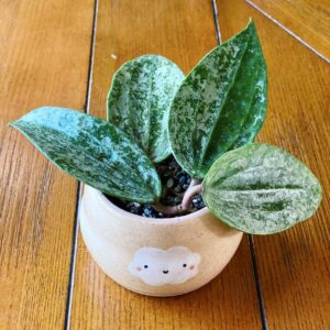 Hoya Rangsan Growing and Care Guide 4