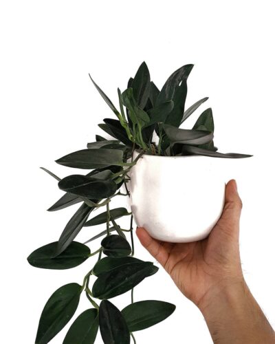 Black Pothos: Scindapsus treubii ‘Dark Form’ Growing Guide 1