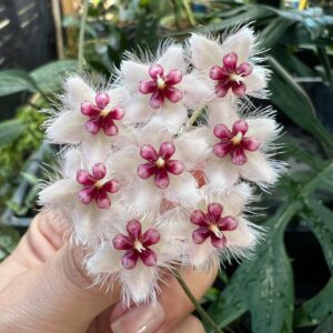 Everything About Growing and Caring Hoya Caudata Sumatra 6