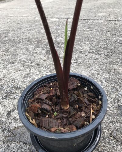 Colocasia Esculenta 'Black Coral' Care and Growing Guide 2