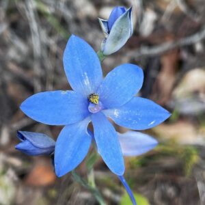 Rare Types of Blue Orchids 2