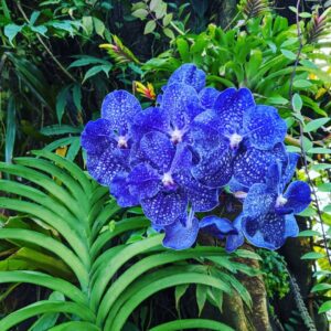 Rare Types of Blue Orchids 3