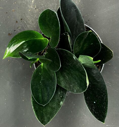 Black Pothos: Scindapsus treubii ‘Dark Form’ Growing Guide 2